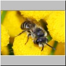 Colletes daviesanus - Seidenbiene m04c 9mm - Sandgrube Niedringhaussee det.jpg
